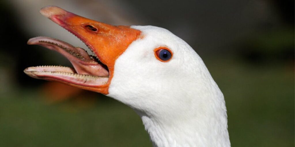 do all birds have tongues