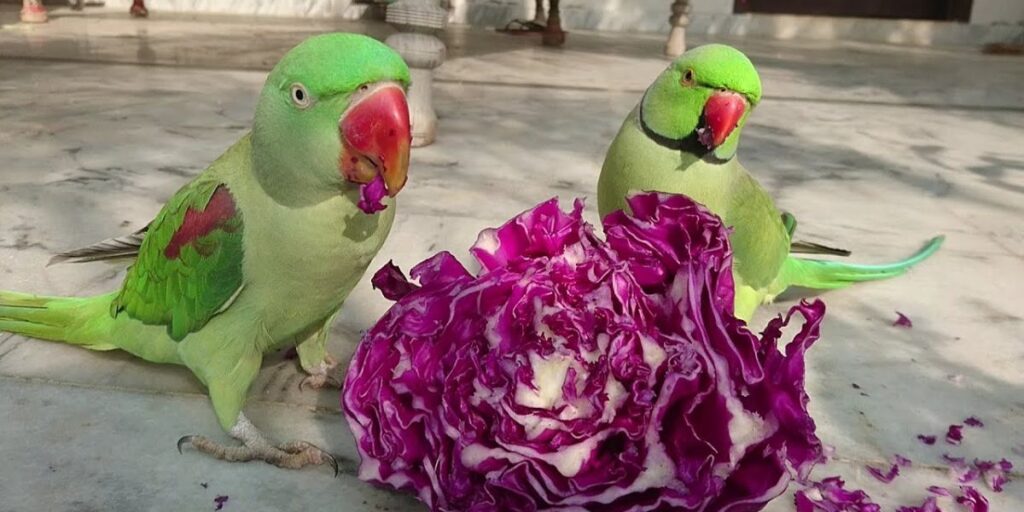 do birds eat cabbage