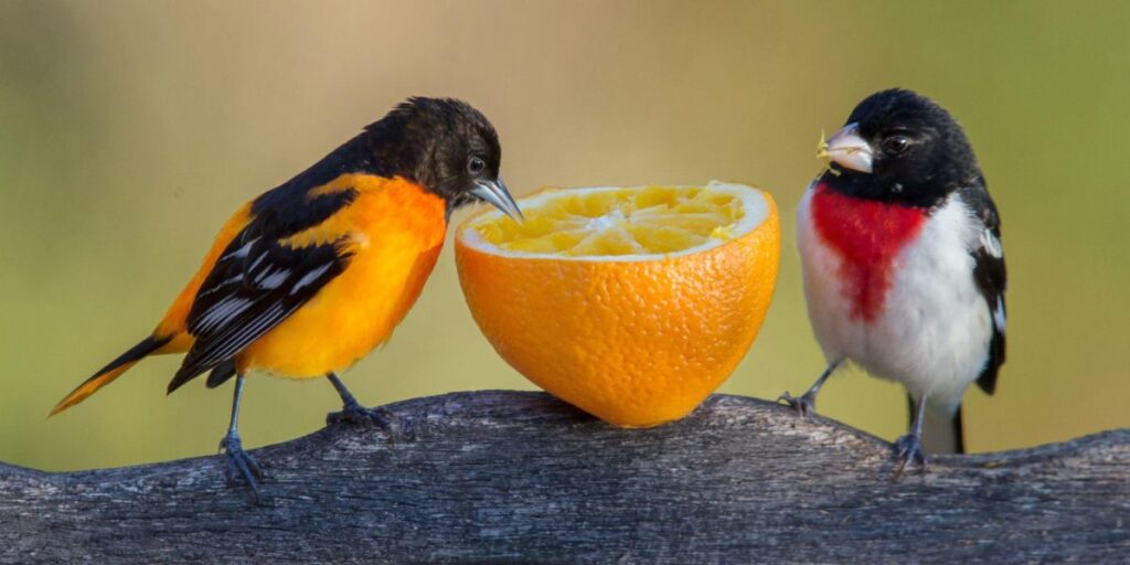 do birds eat oranges