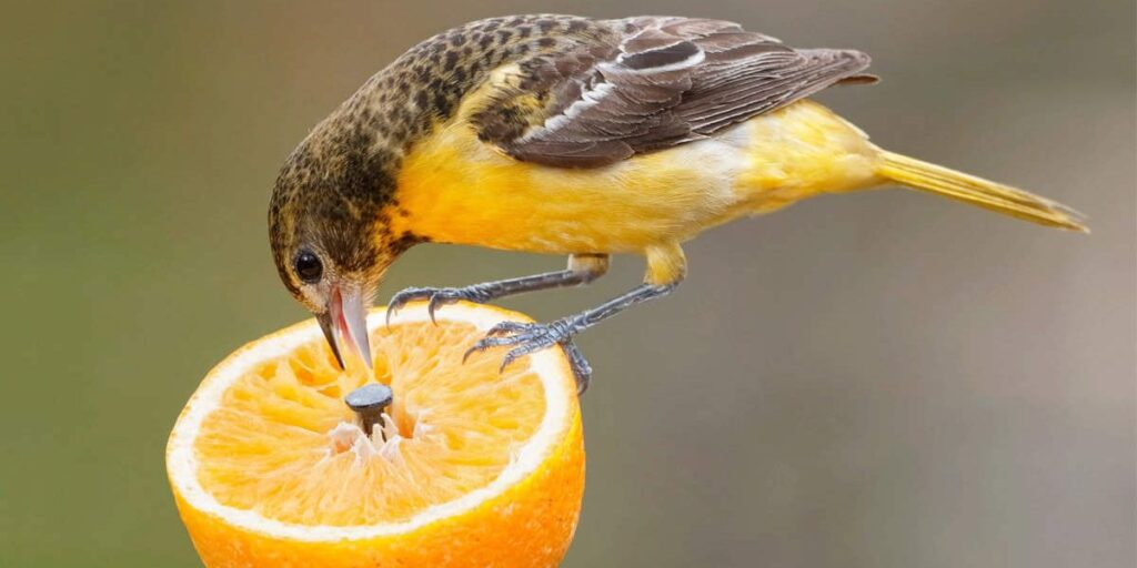 do birds eat oranges in the winter