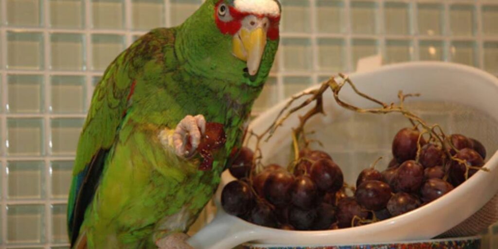do birds like grapes