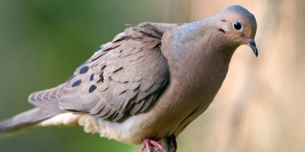 do doves eat safflower seeds