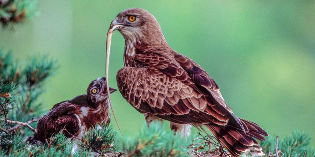 do eagles eat snakes