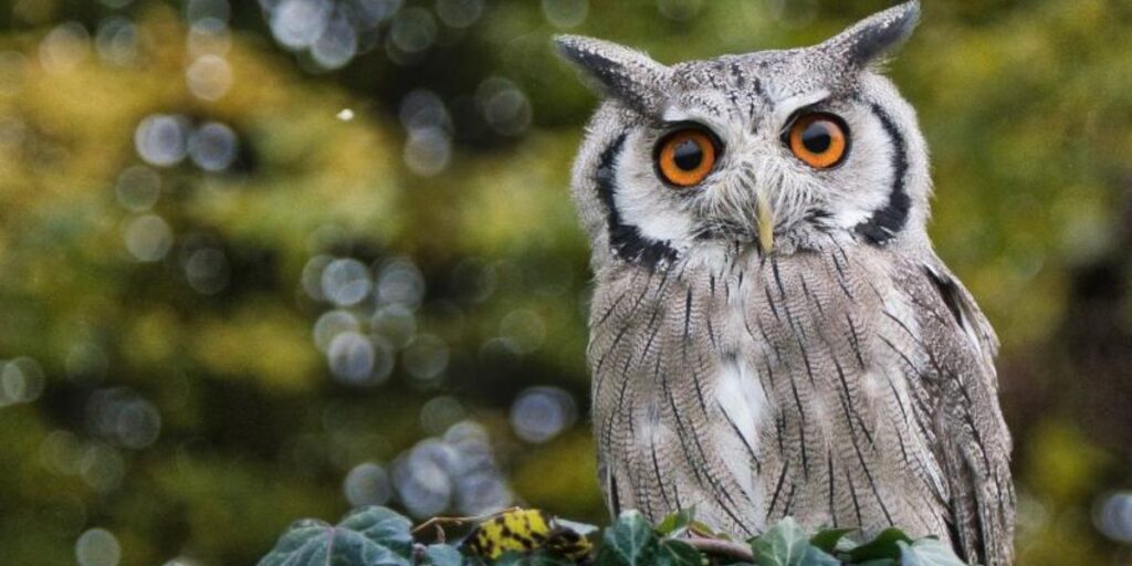 do owls have tongues