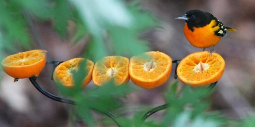 do robins eat oranges