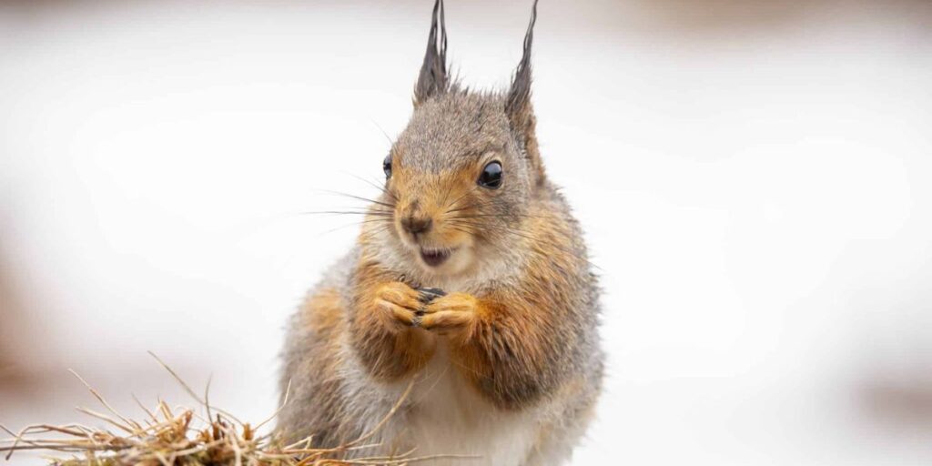 do squirrels eat dog poop