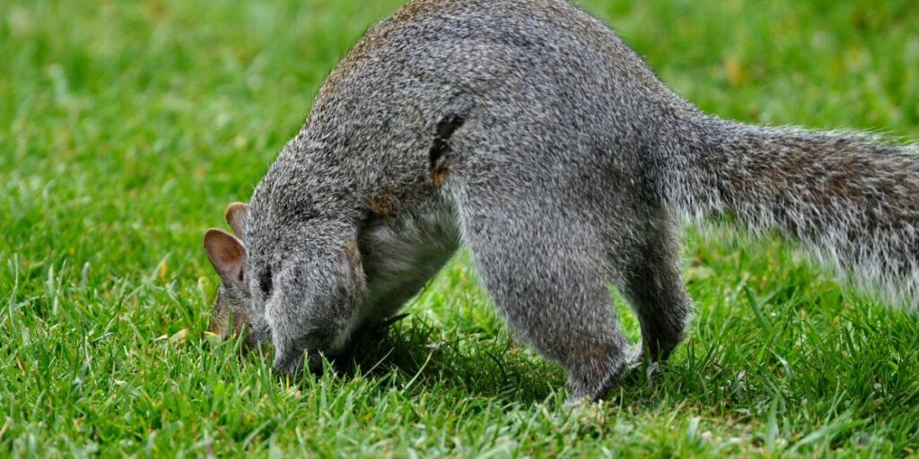 do squirrels like hazelnuts