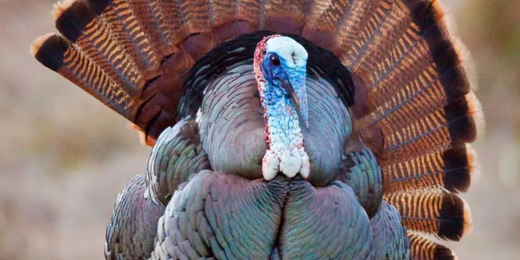 do wild turkeys eat snakes