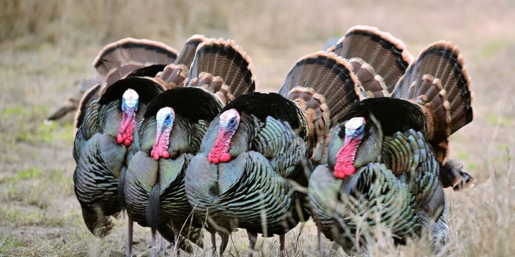 group of turkeys
