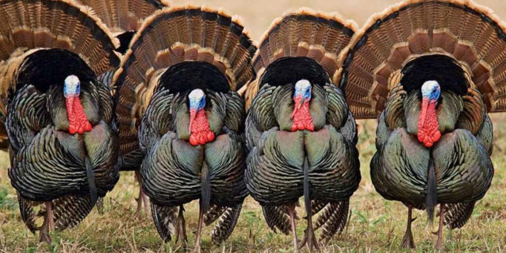 group of turkeys called