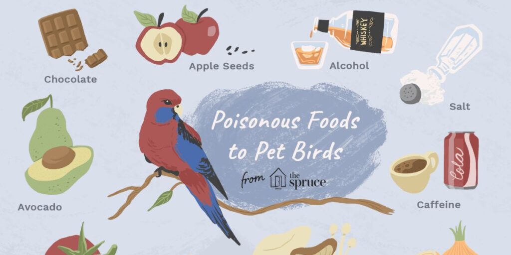 nutritional benefits of beans for birds and beans