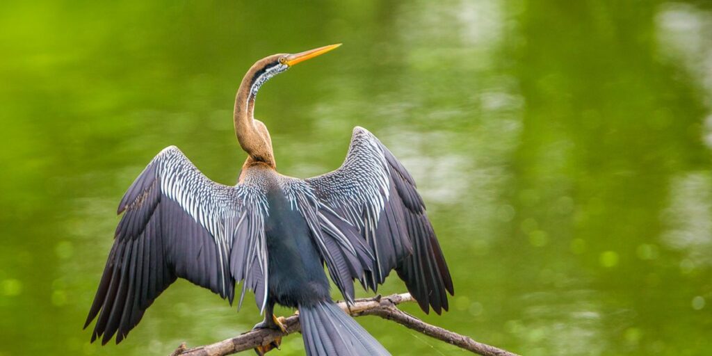 oriental darter anhinga melanogaster