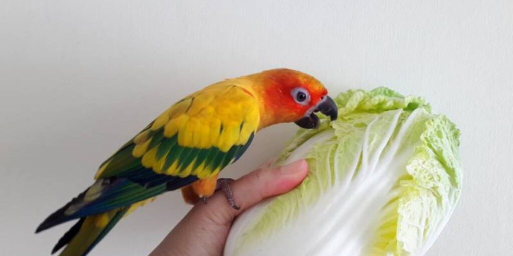parrots eat sauerkraut