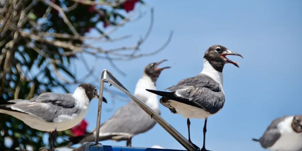 seagull symbolism