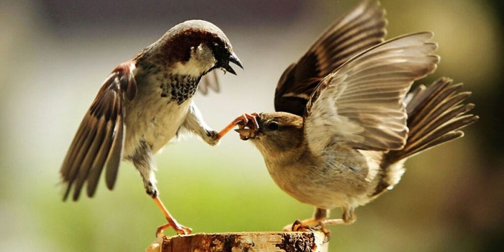 sparrow bird meaning