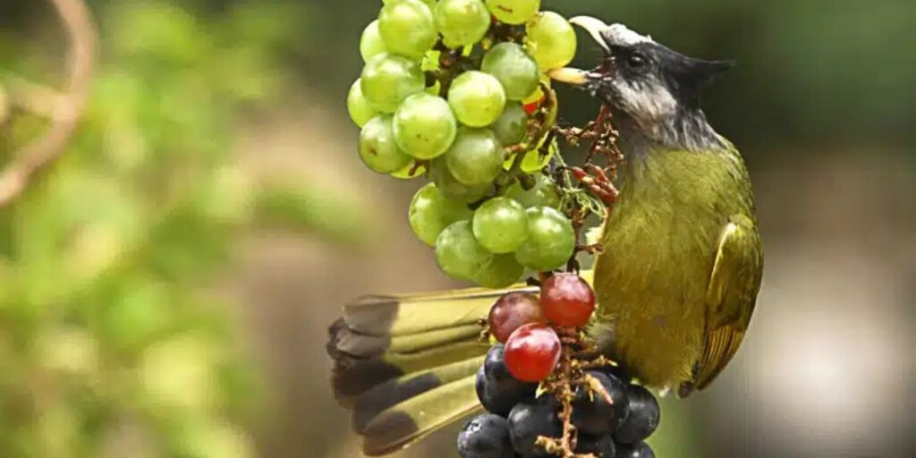 what birds eat grapes