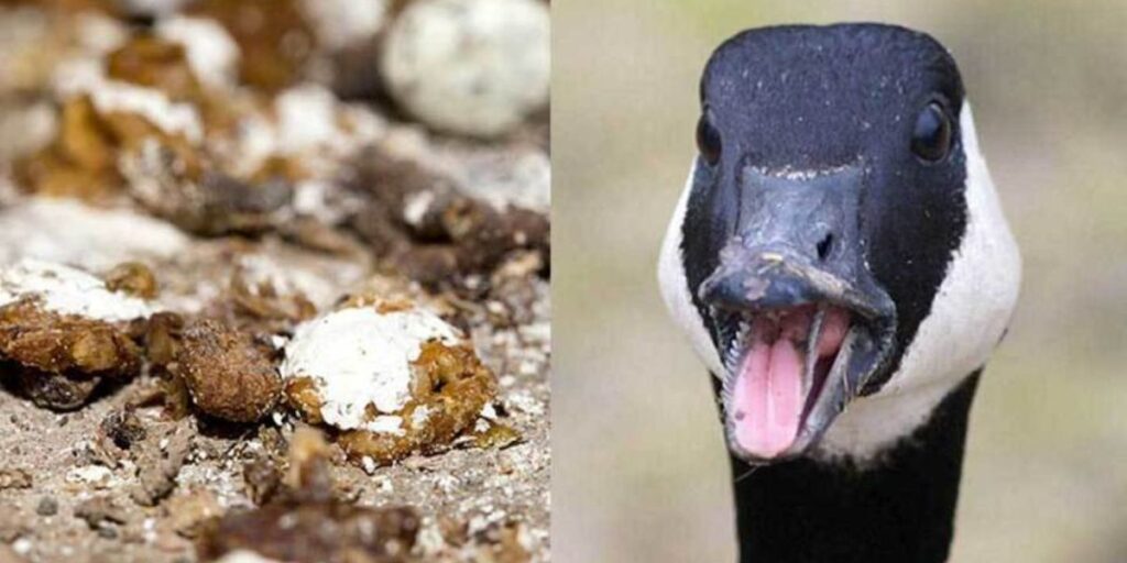 what wild animals eat dog poop