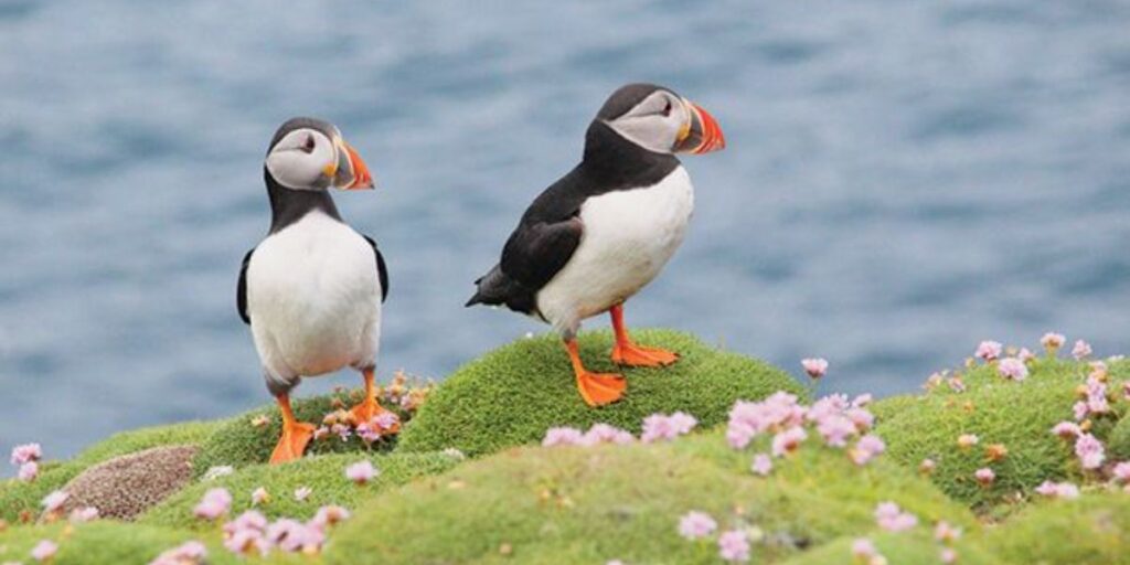 where do puffin birds live