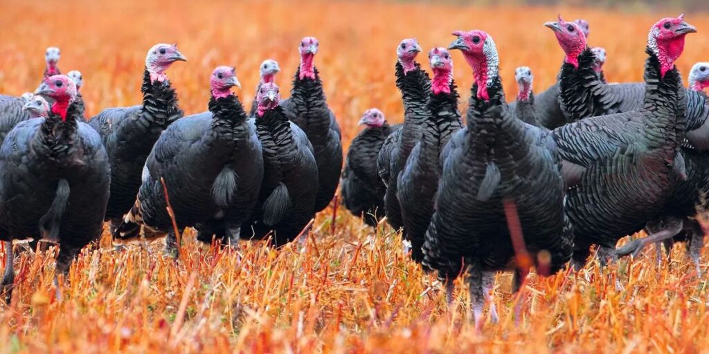 wild turkey collective noun