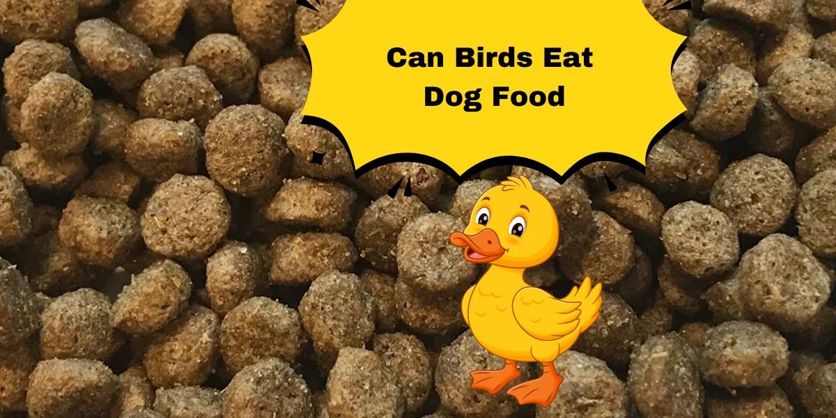 Can Birds Eat Dog Food