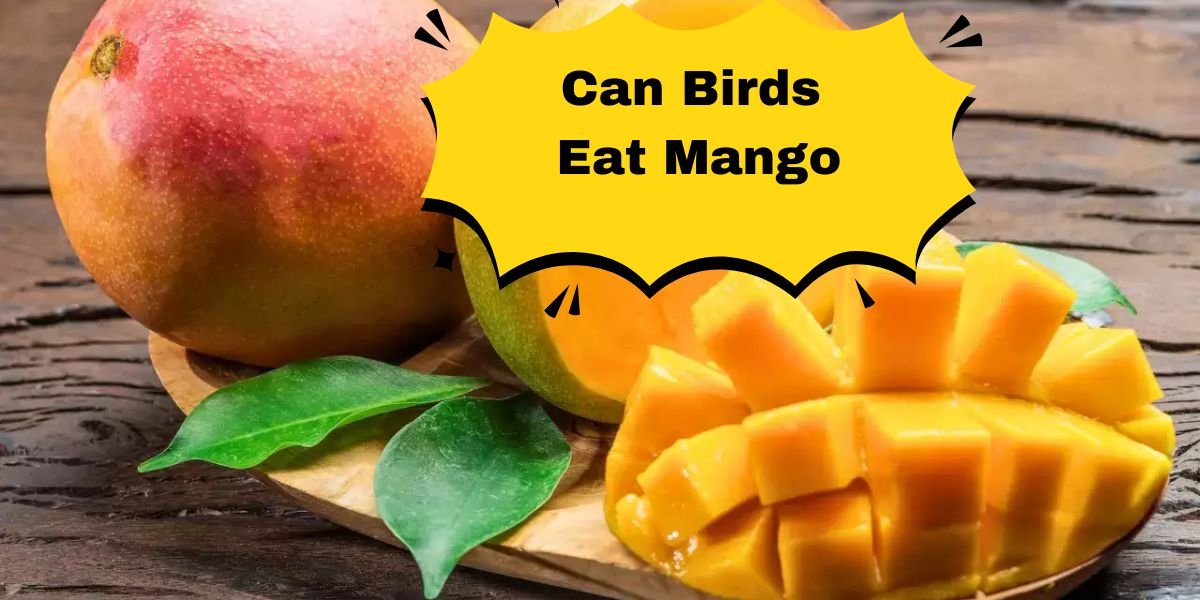Can Birds Eat Mango