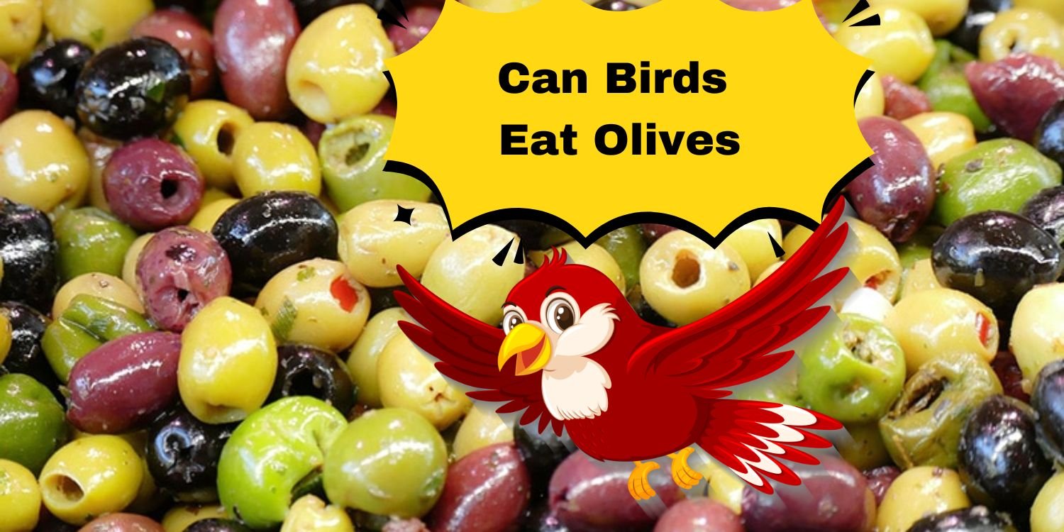 Can Birds Eat Olives