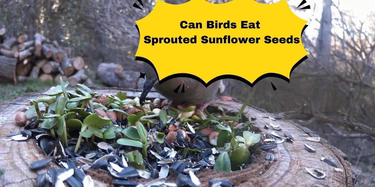 Can Birds Eat Sprouted Sunflower Seeds