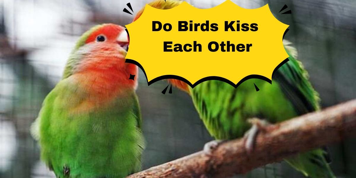 Do Birds Kiss Each Other