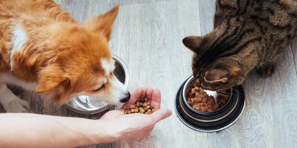 Dog Food vs. Cat Food for Birds