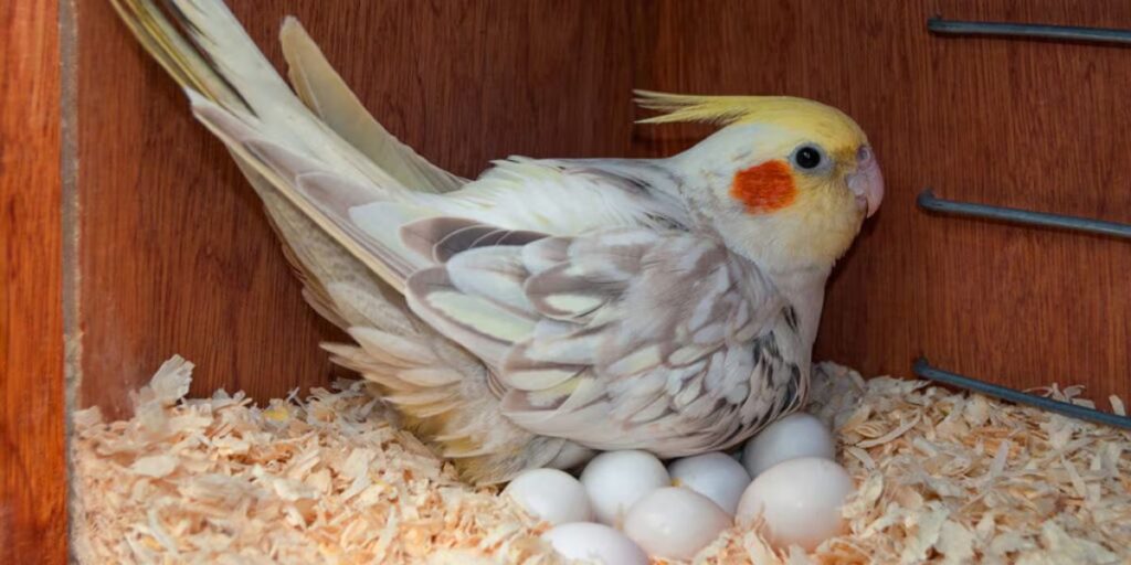How do birds get calcium in the wild