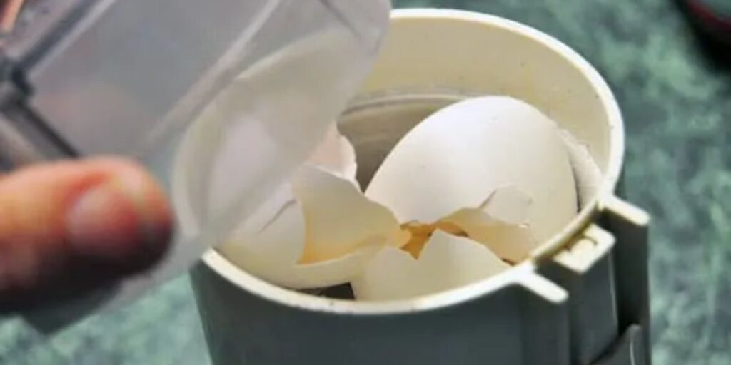 How to Make Eggshell Calcium for Birds (1)