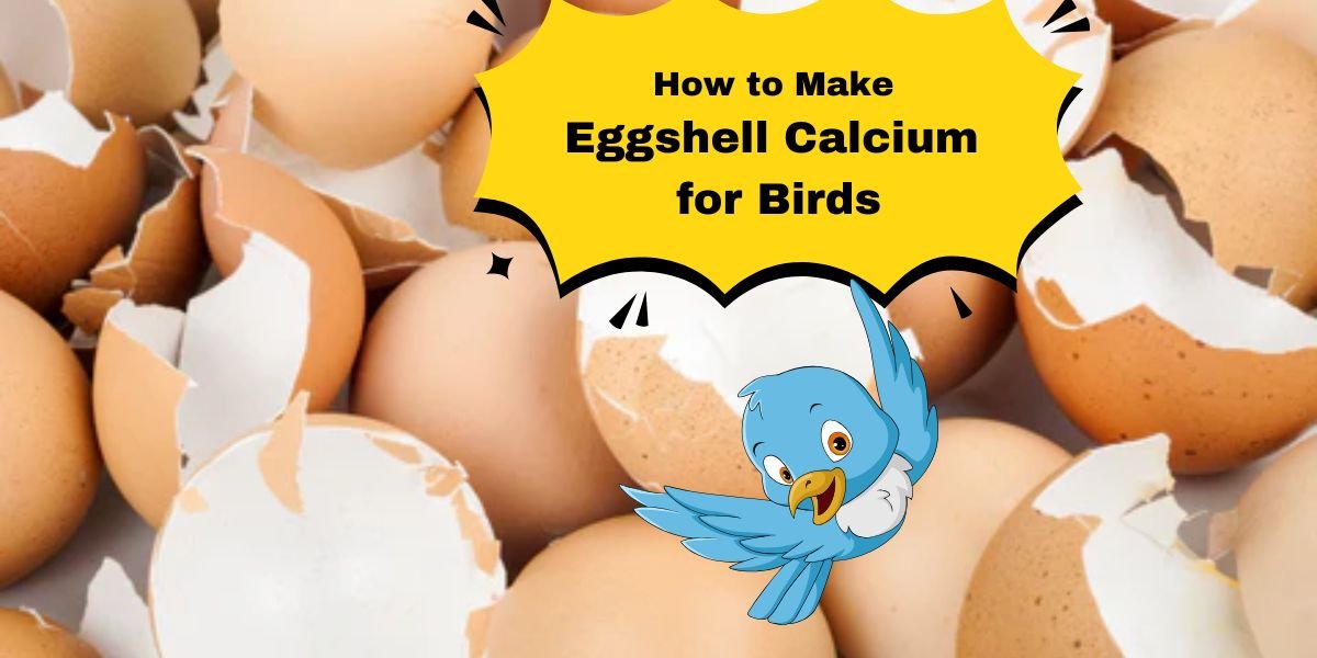 How to Make Eggshell Calcium for Birds