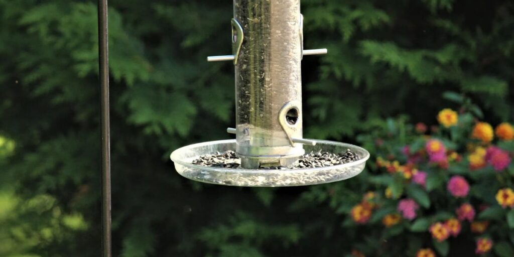 Is It Okay to Let Seeds Sprout Beneath Your Feeder