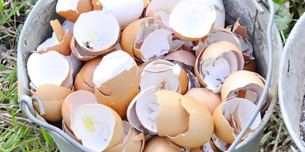 Pin it to remember how to make eggshell calcium for birds!