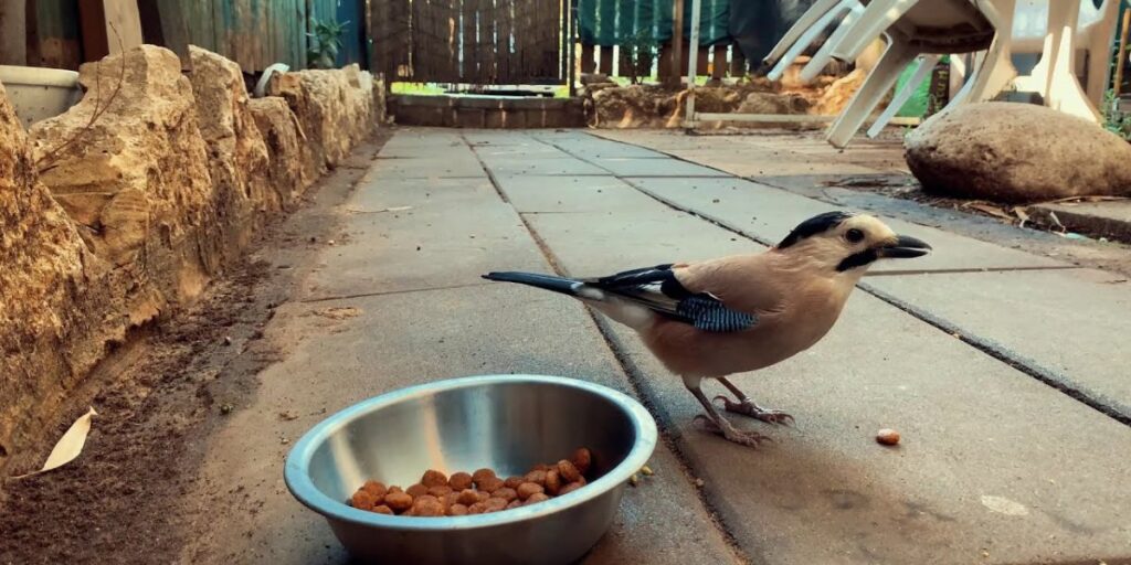 Precautions When Feeding Dog Food to Birds
