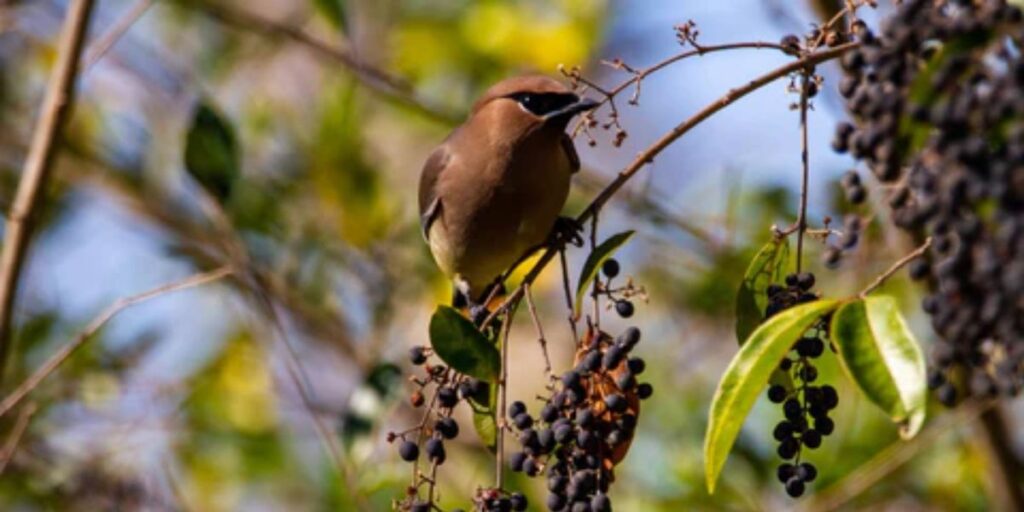 Toxic Foods You Should Never Feed Birds