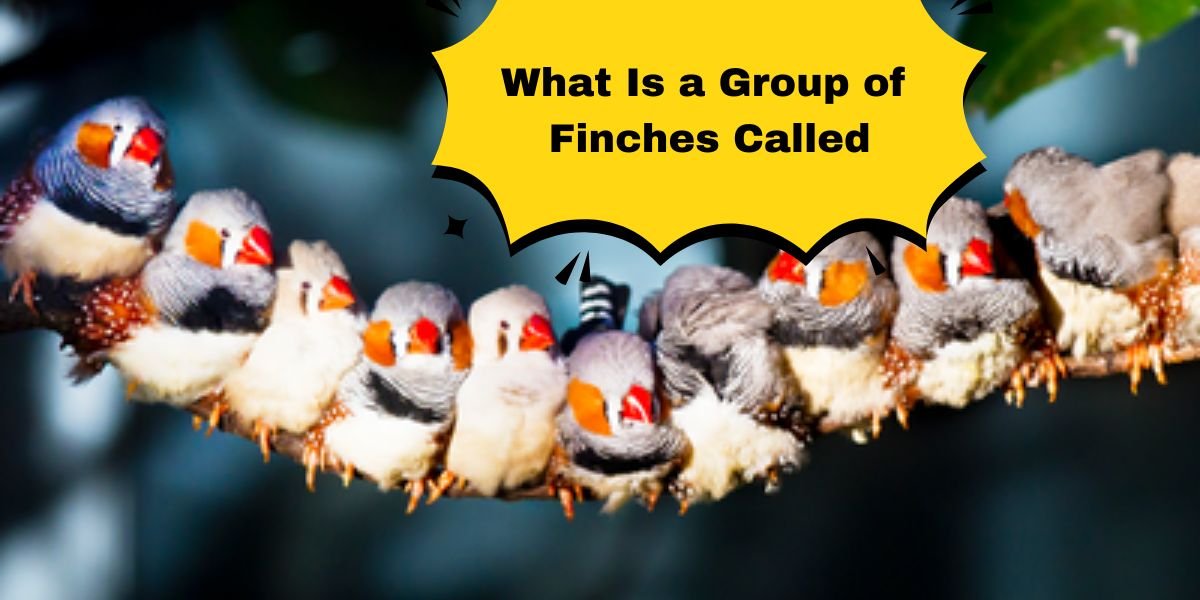 What Is a Group of Finches Called
