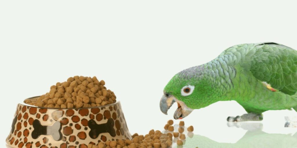 Which Birds Eat Dog Food