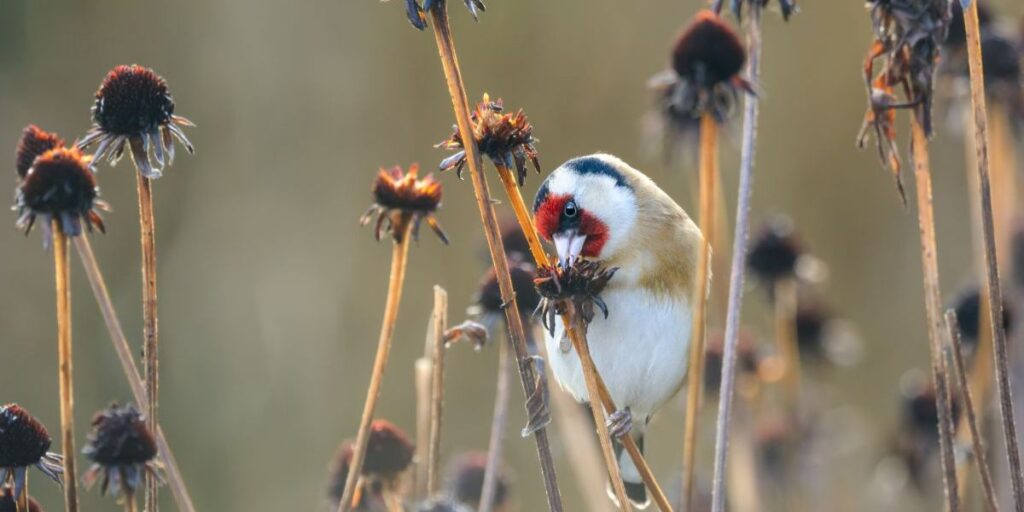 Which Birds Might Eat Sprouted Sunflower Seeds