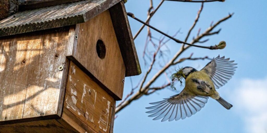 bird day