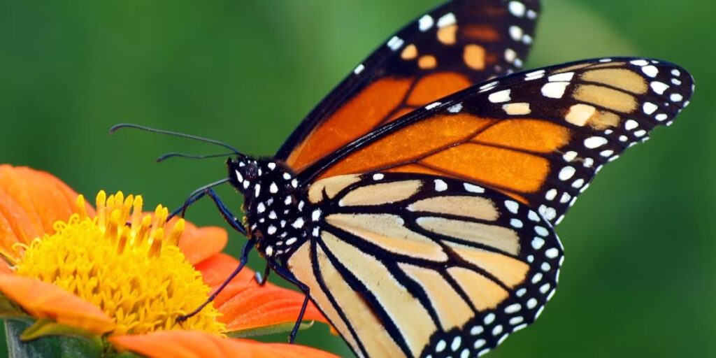 birds that eat butterflies