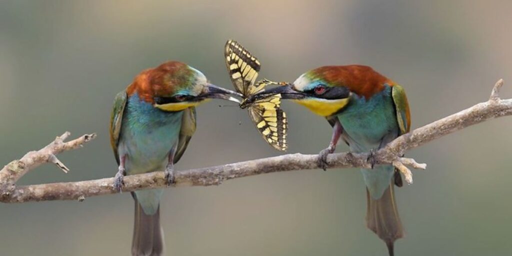 butterfly bird