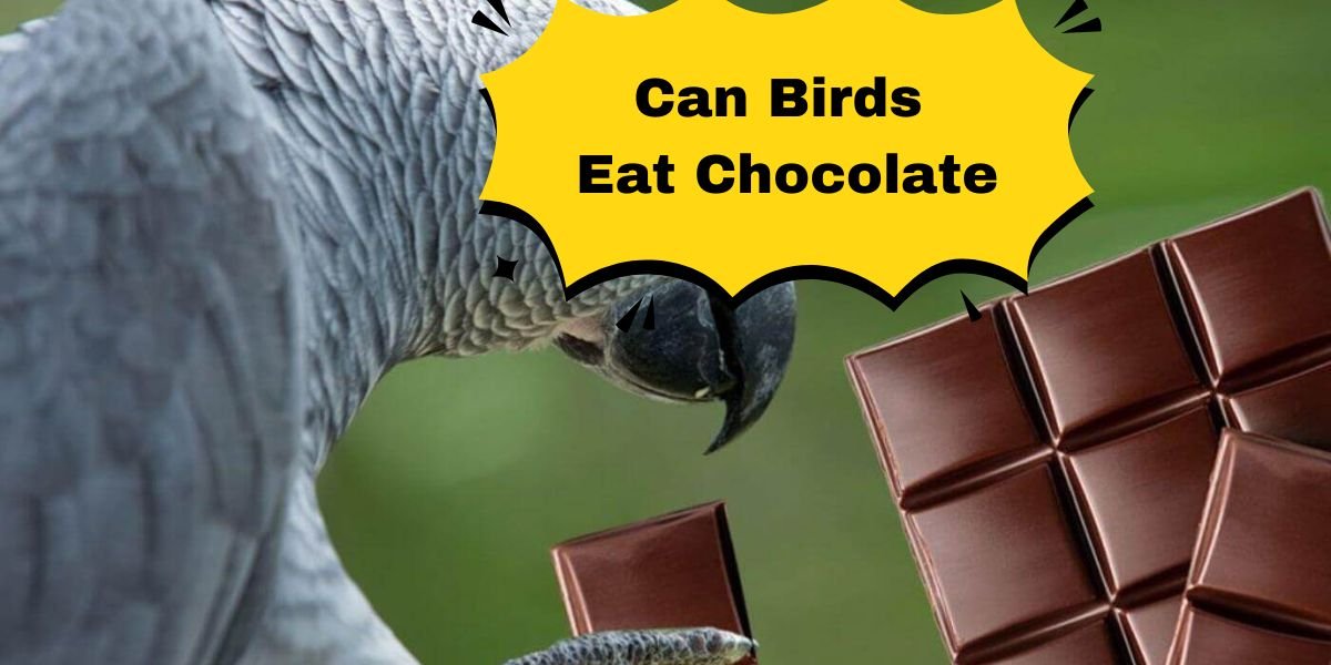 can birds eat chocolate