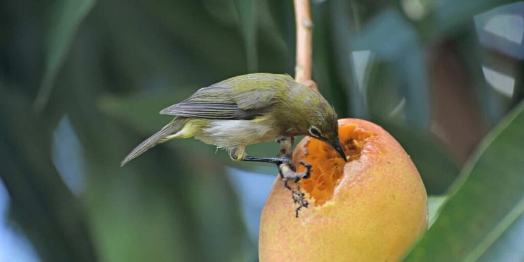 can birds have mango