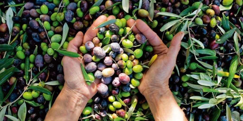 can birds have olives
