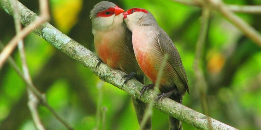 can birds kiss