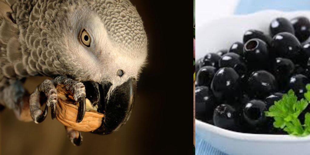 can parrots eat black olives