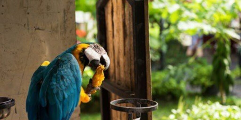 can parrots eat mango seed