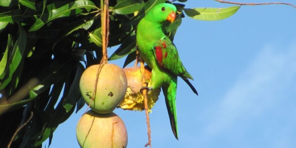 do birds eat mango