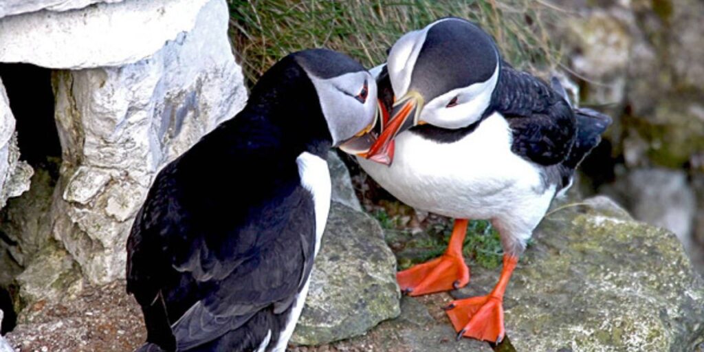 how do birds kiss